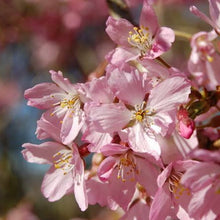 Load image into Gallery viewer, PRUNUS SUBHIRTELLA PENDULA ROSEA 1.8M PB40
