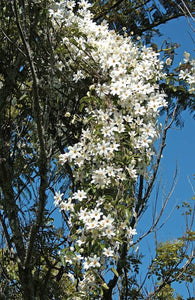 CLEMATIS PANICULATA PUAWHANANGA 3.5L