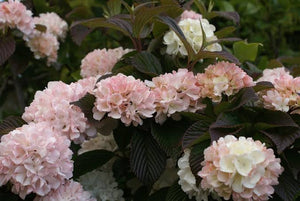 VIBURNUM PLICATUM JAPANESE SNOWBALL ROSEACEA PB18