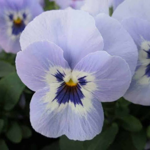 VIOLA SORBET MARINA SEED