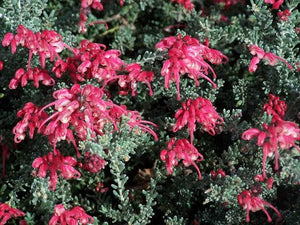 GREVILLEA WINTER DELIGHT 2.5L