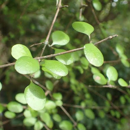 COPROSMA CRASSIFOLIA MIKIMIKI 2.0L