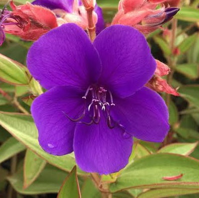 TIBOUCHINA PURPLE MOON 2.4L