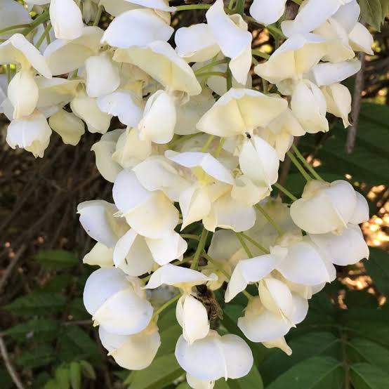 WISTERIA VENUSTA WHITE SILK 3.4L