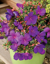 Load image into Gallery viewer, TIBOUCHINA GROOVY BABY 17CM
