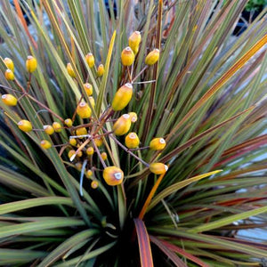 LIBERTIA IXIOIDES TUKAUKI 1.9L