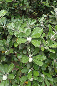 PITTOSPORUM CRASSIFOLIUM KARO 4.0L