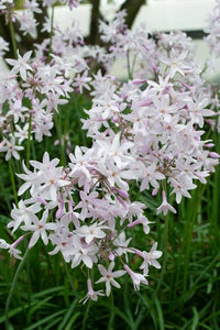 TULBAGHIA MILKY WAY 1.9L