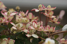 Load image into Gallery viewer, CLEMATIS MONTANA PIED PIPER 3.4L
