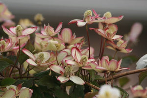 CLEMATIS MONTANA PIED PIPER 3.4L