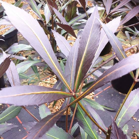 PSEUDOPANAX LESSONII DARK STAR 3.3L