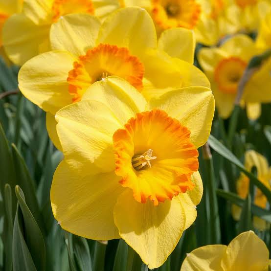 DAFFODIL LARGE CUPPED DELIBES 5PK