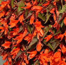 Load image into Gallery viewer, BEGONIA EBONY &amp; ORANGE 2.5L
