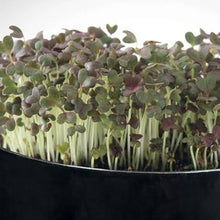 Load image into Gallery viewer, MICROGREENS MINUZA RED GEMS SEED
