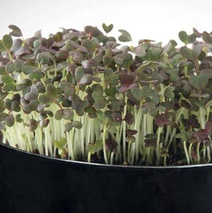 MICROGREENS MINUZA RED GEMS SEED