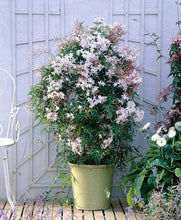 Load image into Gallery viewer, JASMINUM POLYANTHUM PINK JASMINE 3.3L
