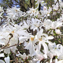 Load image into Gallery viewer, MAGNOLIA STELLATA ROYAL STAR PB18
