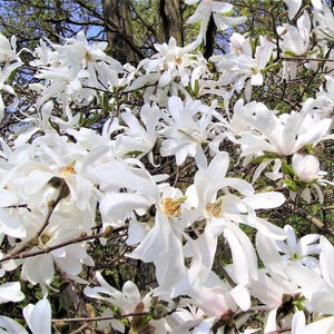 MAGNOLIA STELLATA ROYAL STAR PB18