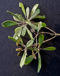 PITTOSPORUM CRASSIFOLIUM KARO 4.0L