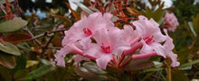 Load image into Gallery viewer, VIREYA RHODODENDRON FIRST LIGHT 2.5L
