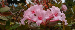 VIREYA RHODODENDRON FIRST LIGHT 2.5L