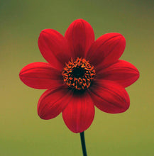 Load image into Gallery viewer, DAHLIA MYSTIC WONDER 1.5L
