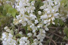 Load image into Gallery viewer, WISTERIA VENUSTA WHITE SILK 3.4L
