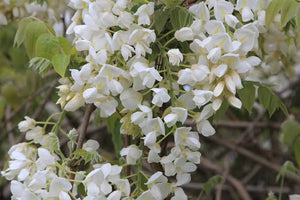 WISTERIA VENUSTA WHITE SILK 3.4L