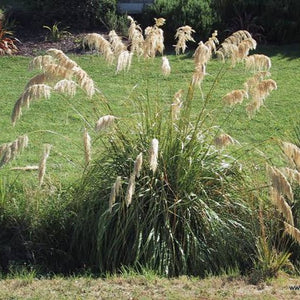 CORTADERIA RICHARDII SOUTH ISLAND TOE TOE