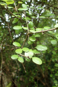 COPROSMA CRASSIFOLIA MIKIMIKI 2.0L