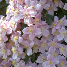 Load image into Gallery viewer, CLEMATIS MONTANA MAYLEEN 3.5L
