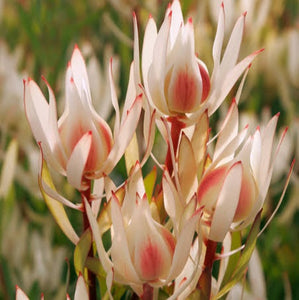 LEUCADENDRON CREAM DELIGHT 1.5L