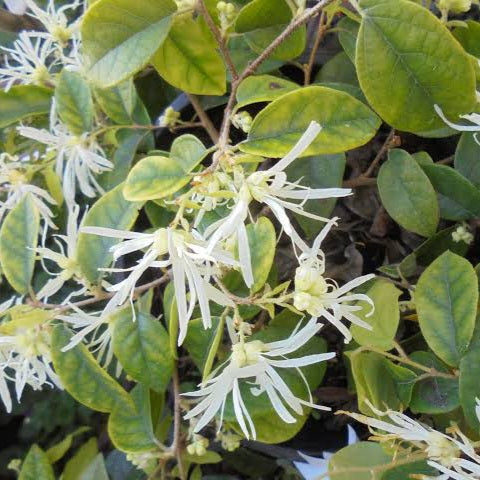 LOROPETALUM ICEBERRY 3.3L