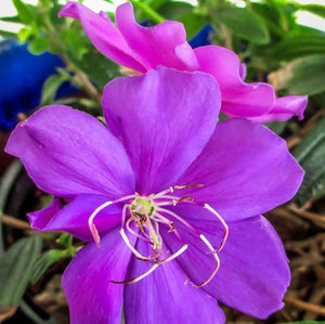 TIBOUCHINA GROOVY BABY 17CM