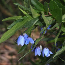 Load image into Gallery viewer, SOLLYA HETEROPHYLLA BLUE BELL CREEPER 3.5L
