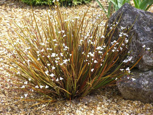 LIBERTIA IXIOIDES TUKAUKI 1.9L