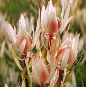 LEUCADENDRON CREAM DELIGHT 3.3L