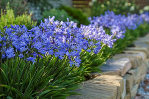 AGAPANTHUS BABY PETE 1.9L