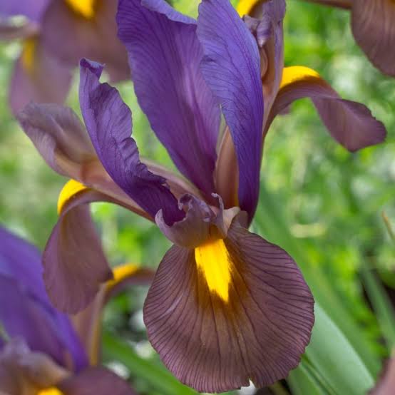 IRIS DUTCH TIGERS EYE 7PK