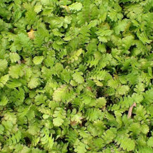 Load image into Gallery viewer, LEPTINELLA TRAILLII 15CM
