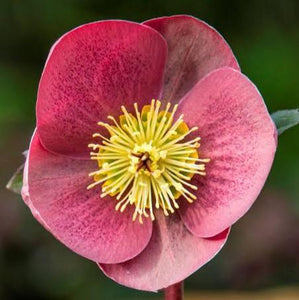 HELLEBORUS MARBLED ISABELLAS CHARM 17CM