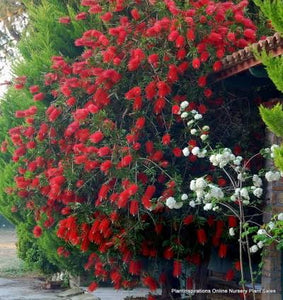 CALLISTEMON KINGS PARK SPECIAL 3.3L