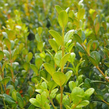 Load image into Gallery viewer, BUXUS MICROPHYLLA KOREANA
