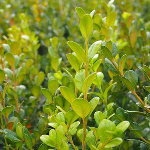 BUXUS MICROPHYLLA KOREANA