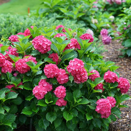 HYDRANGEA MACROPHYLLA PARIS 4.5L