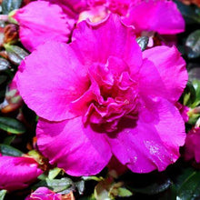 Load image into Gallery viewer, AZALEA EVERGREEN LUCY 2.5L
