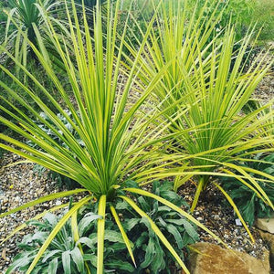 CORDYLINE JIVE