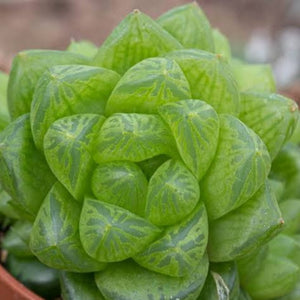 HAWORTHIA OBTUSA