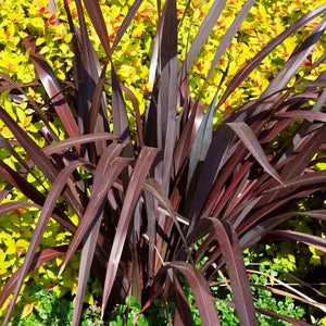 PHORMIUM BLACK ADDER 3.0L