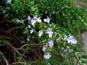 ROSEMARY LAVENDULACEA 2.5L